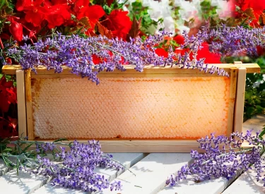 Photo of Whole Honeycomb in a Gift Box - Large
