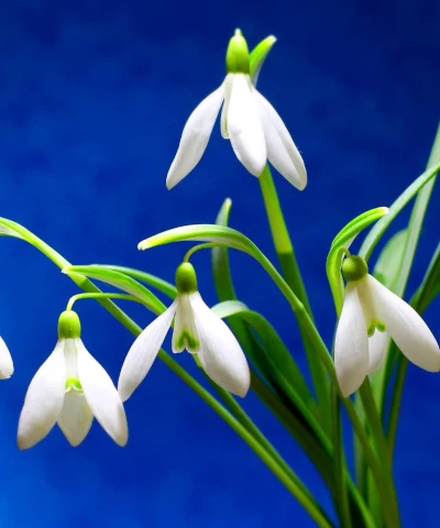 Brown leather key ring with brass metal loops and rivets on wood table.