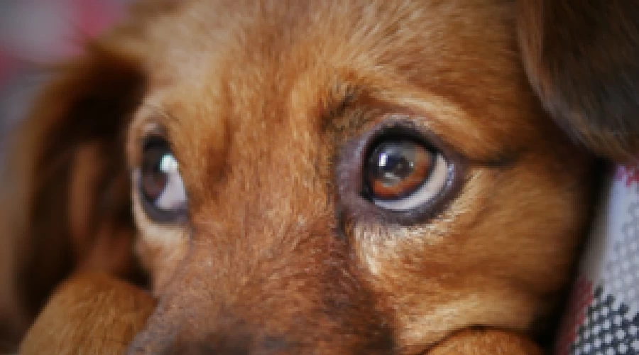 New EU rules for pet travel for GB residents