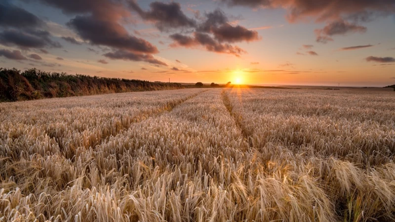 Cover image for Development on an In-Hand Farming System