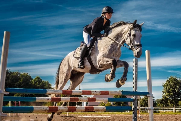 Equestrian Town Planning Services