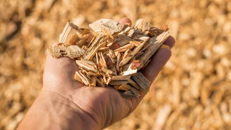 Cover image for Biomass