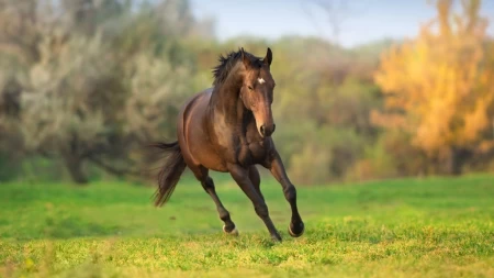 Thumbnail for: Change to Equestrian Use