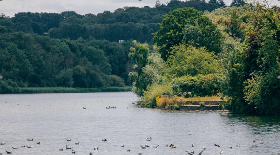Swindon Borough Council - confirmed case of bird flu