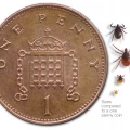 Thumbnail image for UKHSA - Be tick aware this Spring