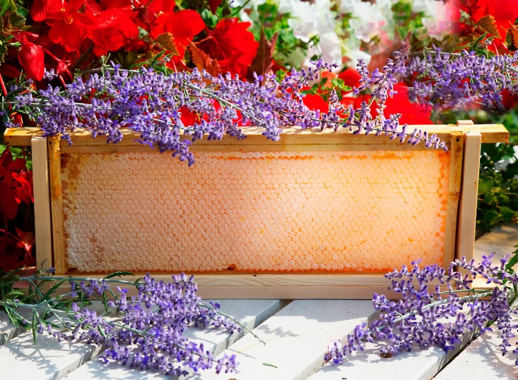 Photo of Whole Honeycomb in a Gift Box - Large