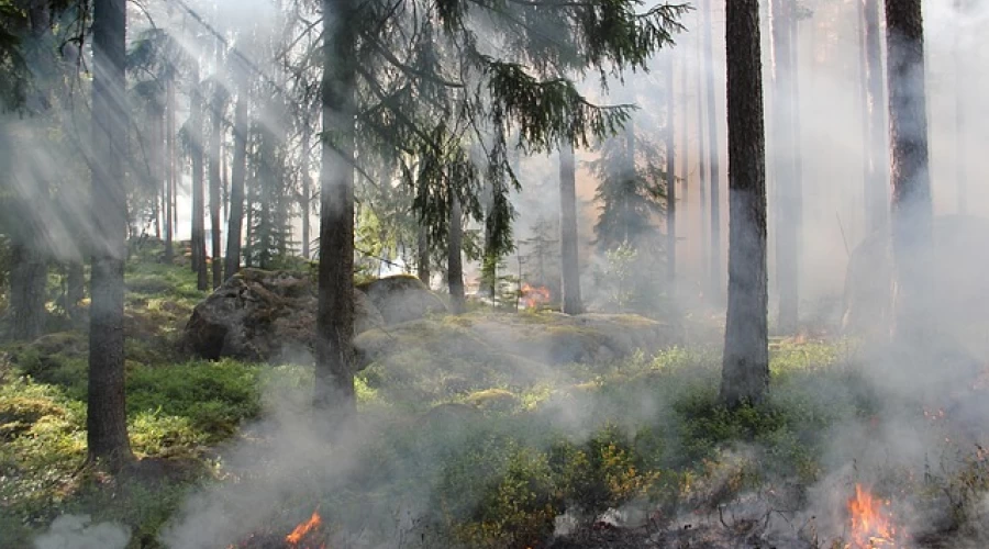 Wildfires put DWFRS under pressure this summer