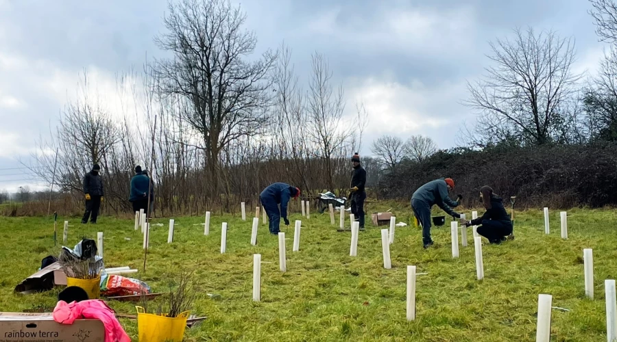 Almost 18,000 trees planted to expand Swindon's green lungs